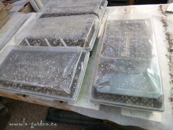 Covering the seeded flats with clear plastic domes gives the seeds the other factor; moisture.